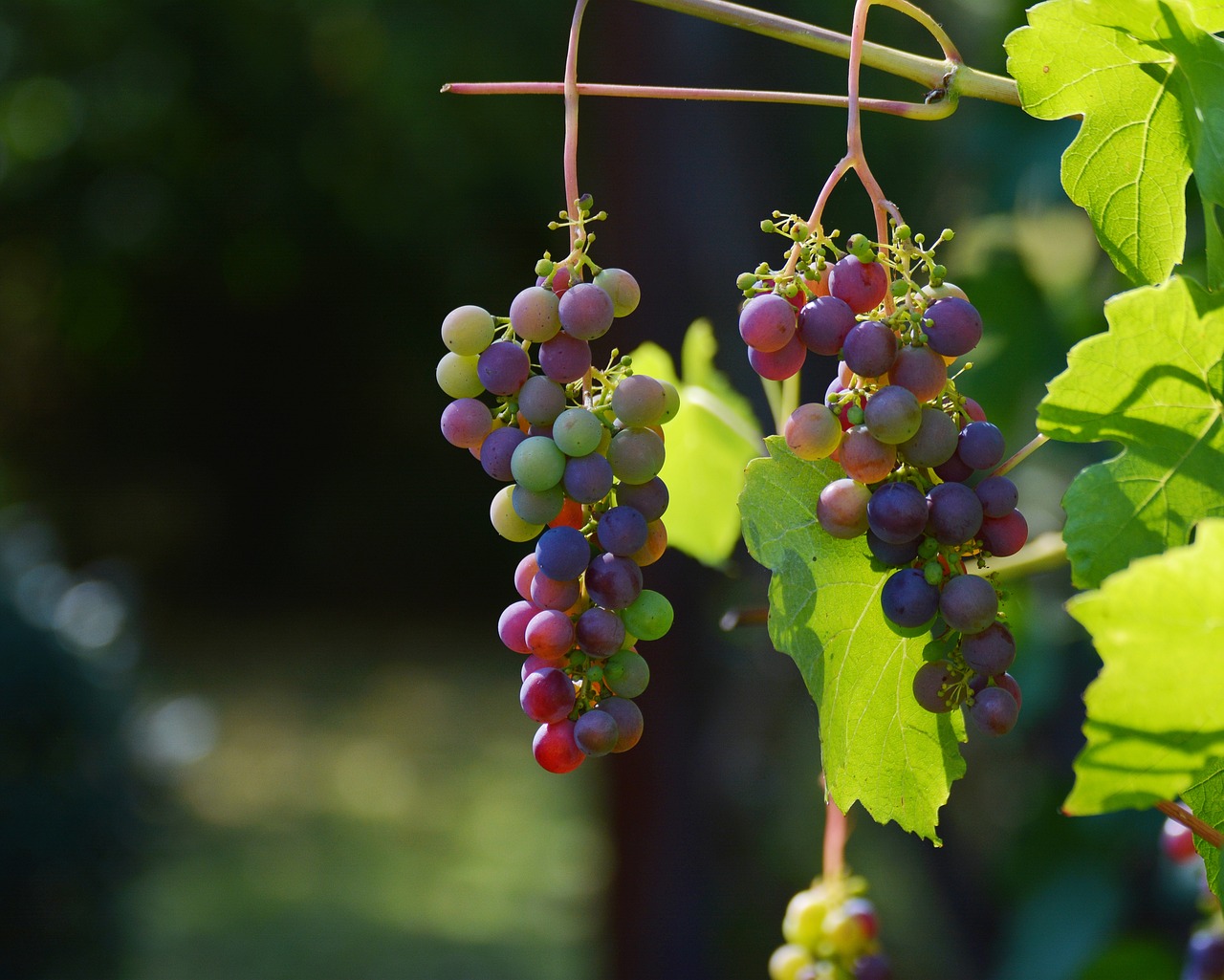 Vin Bourgogne le plus cher : découvrez les vins les plus prestigieux de la région
